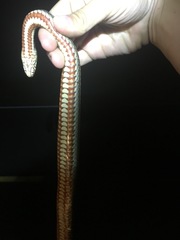 Nerodia clarkii clarkii