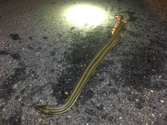 Nerodia clarkii clarkii