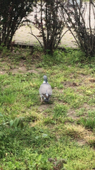 Columba palumbus