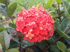 Ixora