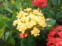 Ixora