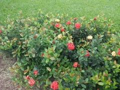 Ixora