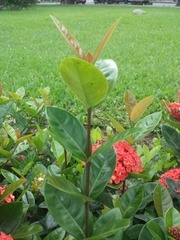 Ixora