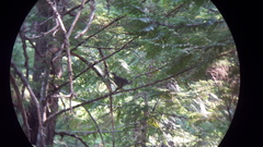 Dendragapus obscurus