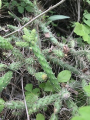 Opuntia pubescens