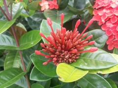 Ixora