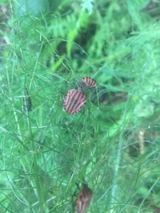 Graphosoma italicum italicum