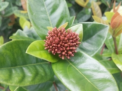 Ixora