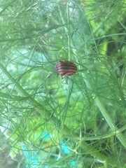 Graphosoma italicum italicum