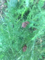 Graphosoma italicum italicum