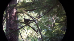 Dendragapus obscurus