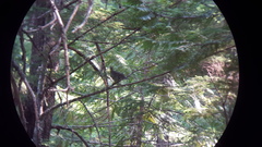 Dendragapus obscurus