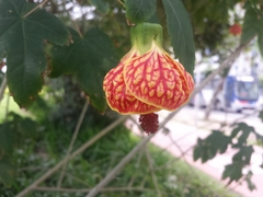 Callianthe picta