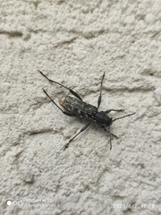 Xylotrechus rusticus