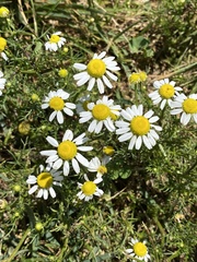 Matricaria