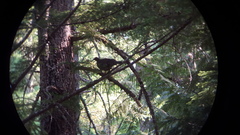 Dendragapus obscurus