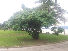 Dombeya wallichii