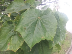 Dombeya wallichii