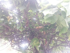 Dombeya wallichii