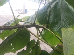Dombeya wallichii