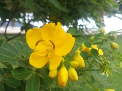 Senna pendula