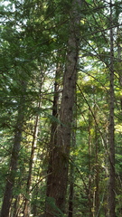 Dendragapus obscurus