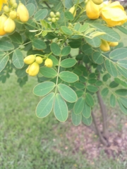 Senna pendula