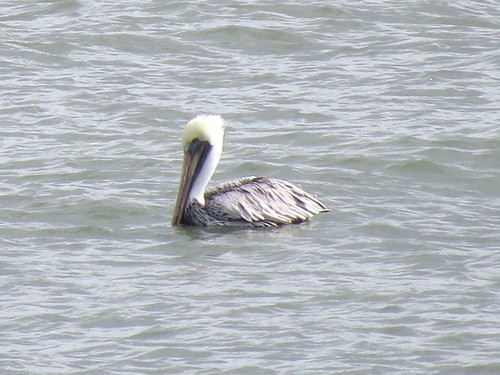 Brown Pelican photographed in New Jersey