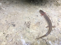 Eurycea troglodytes
