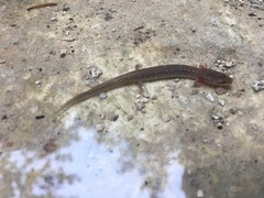 Eurycea troglodytes