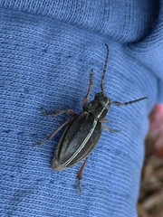 Dorcadion etruscum