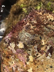 Acanthochitona avicula