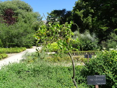 Itea ilicifolia
