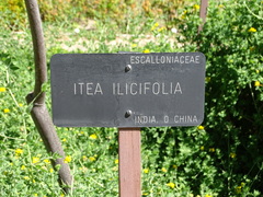 Itea ilicifolia
