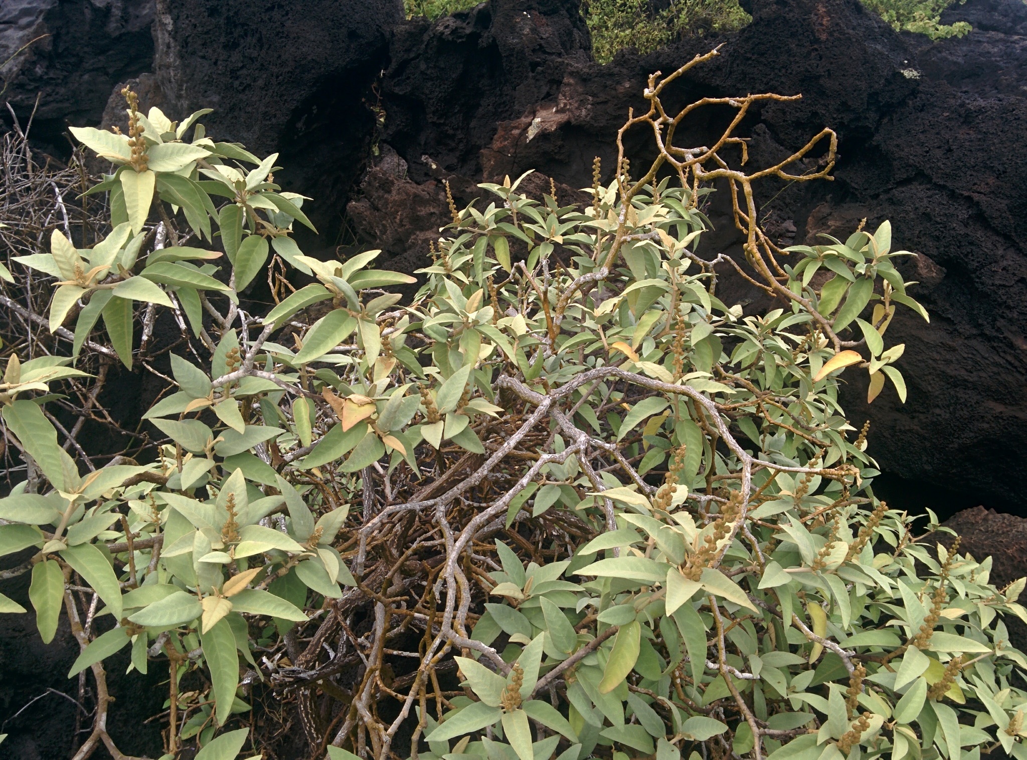 Croton scouleri
