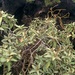 Croton scouleri - Photo 由 Julien Renoult 所上傳的 (c) Julien Renoult，保留部份權利CC BY