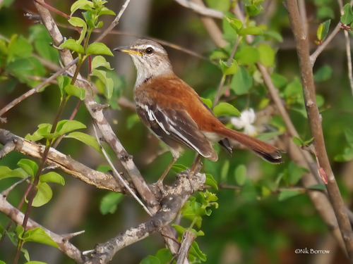 Subspecies Cercotrichas leucophrys vulpina · iNaturalist