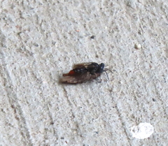 Tachysphex terminatus