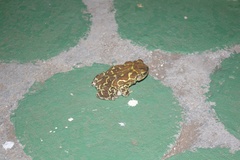 Peltophryne peltocephala