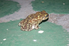 Peltophryne peltocephala