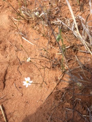 Chaetopappa asteroides