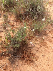 Chaetopappa asteroides