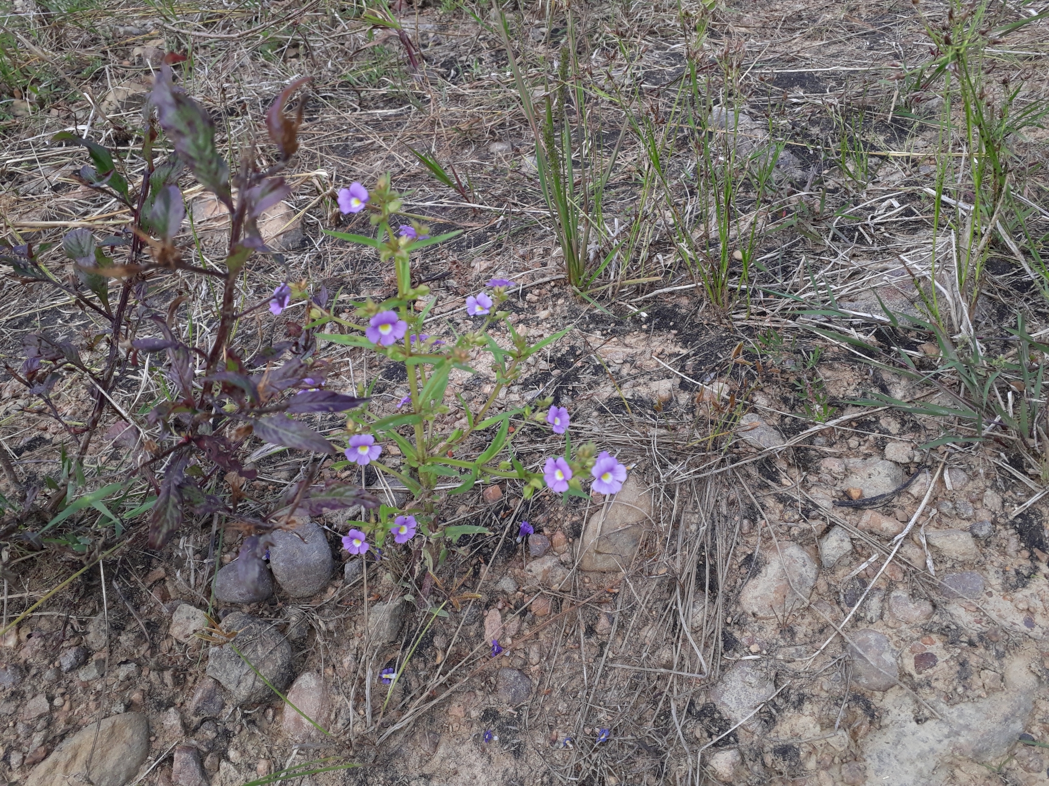 Bacopa angulata