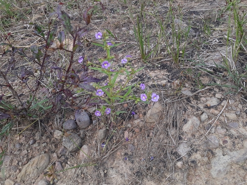 Image of Bacopa Angulata (Bacopa angulata) by (c) Paulo Nogueira, some rights reserved (CC BY)