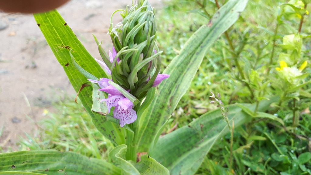 Dactylorhiza × grandis (Druce) P.F.Hunt 2