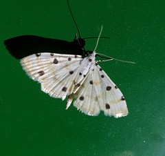 Pycnarmon