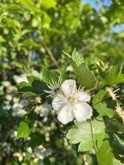 Crataegus