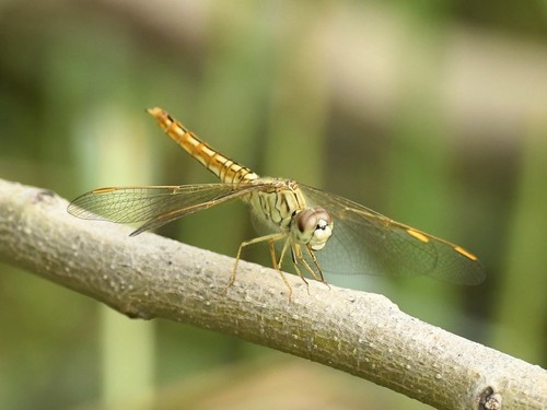 Ditch Jewel