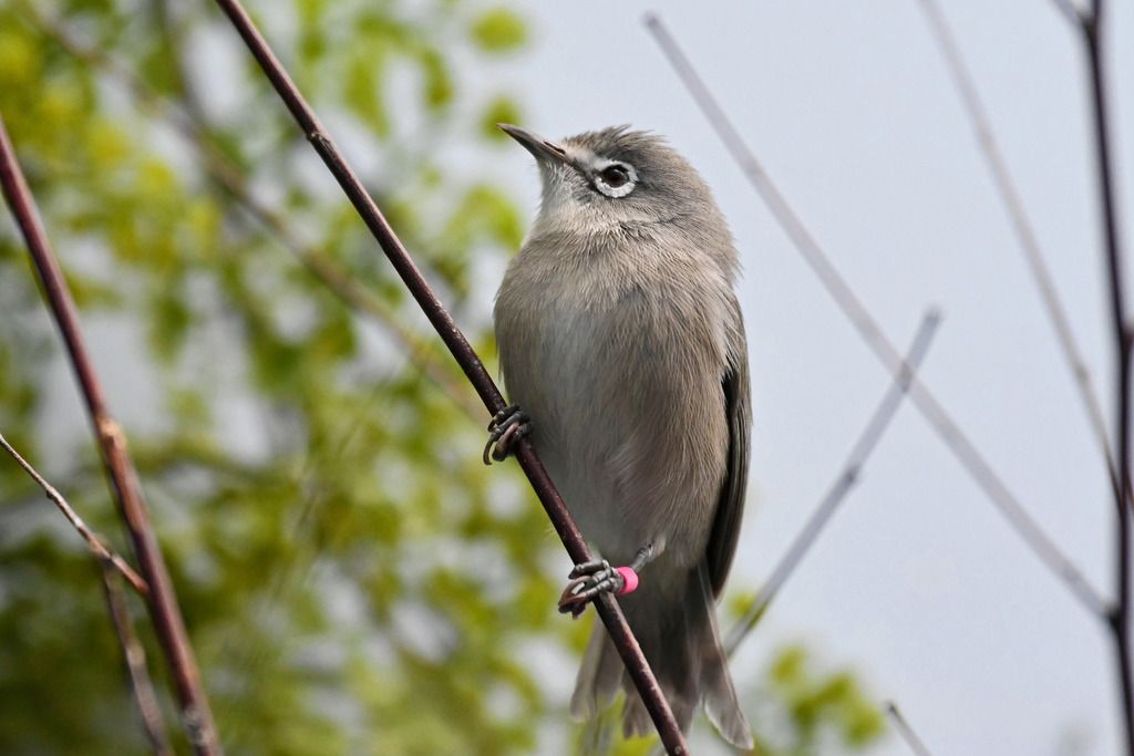 Bridled White-eye photo