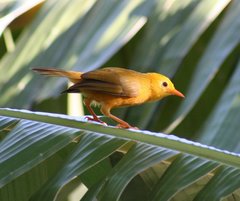 Golden White-Eye photo 5